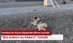 Konyaaltı sahilinde köpek alarmı! Vatandaşlar isyan etti