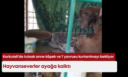 Korkuteli'de  tutsak anne köpek ve 7 yavrusu kurtarılmayı bekliyor: Hayvanseverler ayağa kalktı