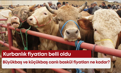 Kurbanlık fiyatları belli oldu: Büyükbaş ve küçükbaş canlı baskül fiyatları ne kadar?
