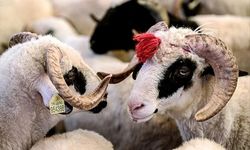Gazipaşa’da kurban pazarı satış yeri için kura çekimi ne zaman?