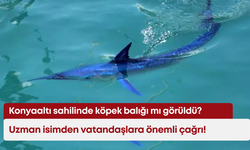 Konyaaltı sahilinde köpek balığı mı görüldü: Uzman isimden vatandaşlara önemli çağrı!
