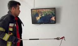 Mersin'de eve giren yılan korku dolu anlar yaşattı!
