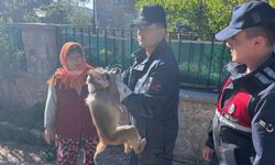 Muğla sokaklarında bir maymun mahalle sakinlerini peşine taktı