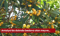 Antalya’da dalında bedava olan meyve…