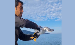 Amatör balıkçının oltasına balık değil martı takıldı