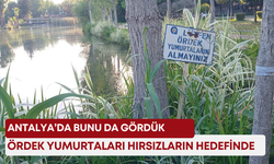 Antalya’da bunu da gördük! Ördek yumurtaları hırsızların hedefinde