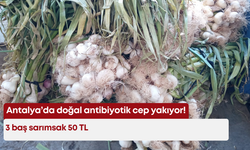 Antalya’da doğal antibiyotik cep yakıyor! 3 baş sarımsak 50 TL