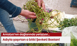 Antalya’nın dağlarında yetişiyor… Adıyla şaşırtan o bitki Şevketi Bostan!