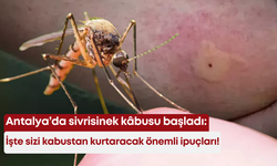 Antalya’da sivrisinek kâbusu başladı: İşte sizi kabustan kurtaracak önemli ipuçları!
