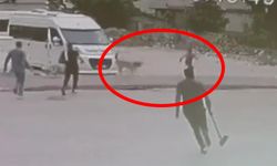 Adana’da korku dolu anlar! Sokak köpekleri çocuğa saldırdı