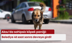 Aksu’da sahipsiz köpek paniği: Belediye 48 saat sonra devreye girdi!