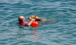 Türkiye’de bir ilk: Sualtı kurtarma köpeği Zeyna, görev için gün sayıyor