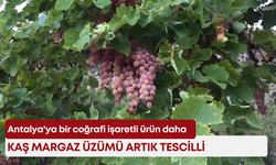 Antalya'ya bir coğrafi işaretli ürün daha: Kaş Margaz Üzümü artık tescilli