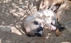 Samandağ’da yavru köpek operasyonu