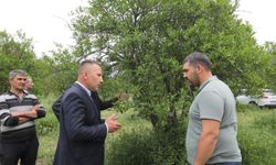 Don vurdu, Büyükşehir umut oldu: 10 bin dekarlık alan yeniden canlandırıldı