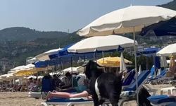 Kurbanlık keçi Alanya Kleopatra Plajı'nda tatilcilerin arasına daldı
