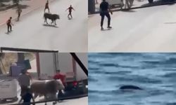 Mersin'de kaçan kurbanlık boğa trafiği birbirine kattı!