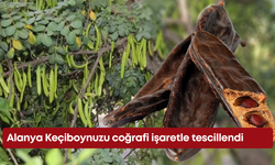 Alanya Keçiboynuzu coğrafi işaretle tescillendi