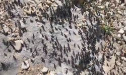 Antalya’da çekirge istilası! Vatandaş zor durumda
