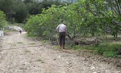İbradı'da incir bahçeleri yeni sezona hazırlanıyor: Ürünlü'de yüksek rekolte beklentisi