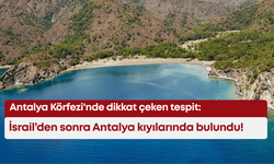 Antalya Körfezi'nde dikkat çeken tespit: İsrail’den sonra Antalya kıyılarında bulundu!