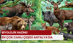 Biyolojik hazine! En çok canlı çeşidi Antalya’da