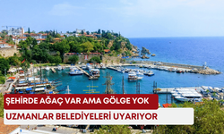 Şehirde ağaç var ama gölge yok! Uzmanlar belediyeleri uyarıyor