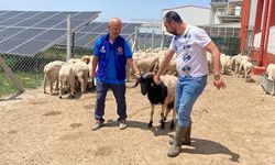Cumhurbaşkanı Erdoğan'ın kurban vekaleti Konya'da yerine getirildi