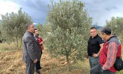 Menteşe'de dolu ve sağanak zeytin, buğday ve tütünü vurdu