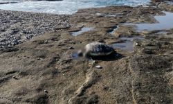 Antalya’da koruma altındaki sahilde kafası kesilmiş caretta caretta bulundu