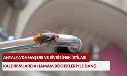 Antalya’da haşere ve sivrisinek istilası! Kaldırımlarda hamam böcekleriyle dans