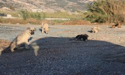 Hatay'da 4 mahallede sahipsiz köpekler toplanmaya başlandı