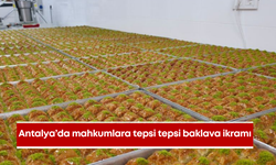 Antalya'da mahkumlara tepsi tepsi baklava ikramı