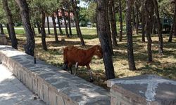 Konya'da vatandaşlar, keçileri kaçırdı!