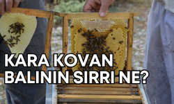 Antalya’da kara kovanlar yaylaya çıktı: 50 yıllık arıcı, kara kovan balının sırrını anlattı