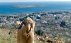 Kurban Bayramı öncesi Muğla'da uygulanan karantina kaldırıldı