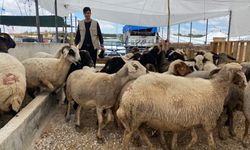 Konya'da kurban pazarı sakin: Satıcılar arife gününü bekliyor