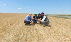 Kulu'da kuraklık alarmı: 256 dekardan sadece 1 ton arpa elde edildi