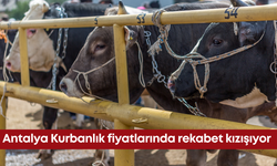Antalya Kurbanlık fiyatlarında rekabet kızışıyor!