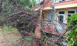 Manavgat'ta kurumuş çam ağacı apartmanın üzerine devrildi