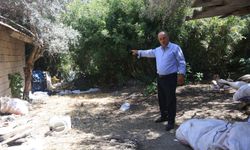 Hatay'da karayoluna kaçan boğa, kesimden kurtulamadı