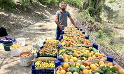 Hatay Arsuz'da kayısı hasadı başladı, fiyatlar artıyor