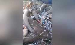 Mersin’de balıkçıların ağlarına devasa köpekbalıkları takıldı