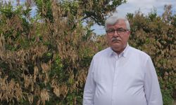 Zirai don Mersinli çiftçiye ağır darbe vurdu: Ürün kaybı birkaç yıl sürebilir