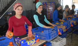 Dört tarafı denizlerle çevrili ülkemizde su ürünleri başarısı Muğla'dan geldi