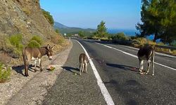 Muğla’da yabani eşekler otoyolda tehlike saçıyor