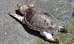 Alanya Sahili'nde ölü caretta caretta bulundu!