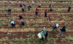 Niğdeli işçiler bir ayda 90-100 bin lira kazanıyor