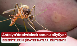 Antalya’da sivrisinek sorunu büyüyor… Belediyelerin şikayet hatları kilitlendi!