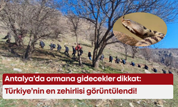 Antalya’da ormana gidecekler dikkat: Türkiye’nin en zehirlisi görüntülendi!